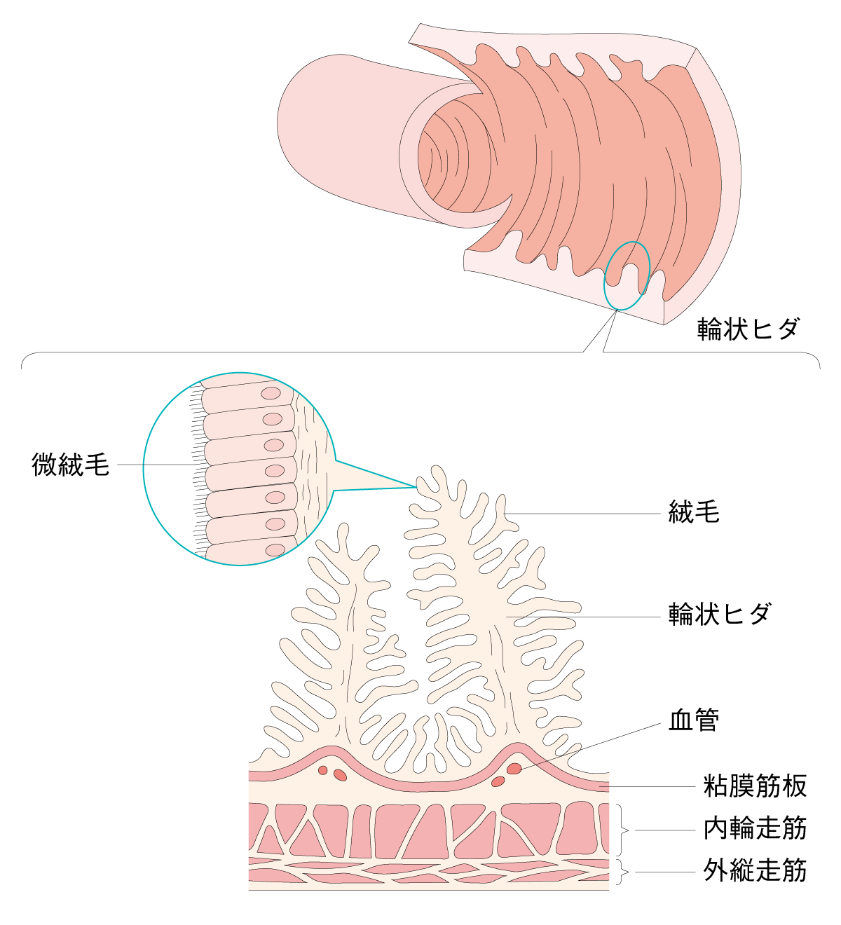 図2 小腸の拡大図